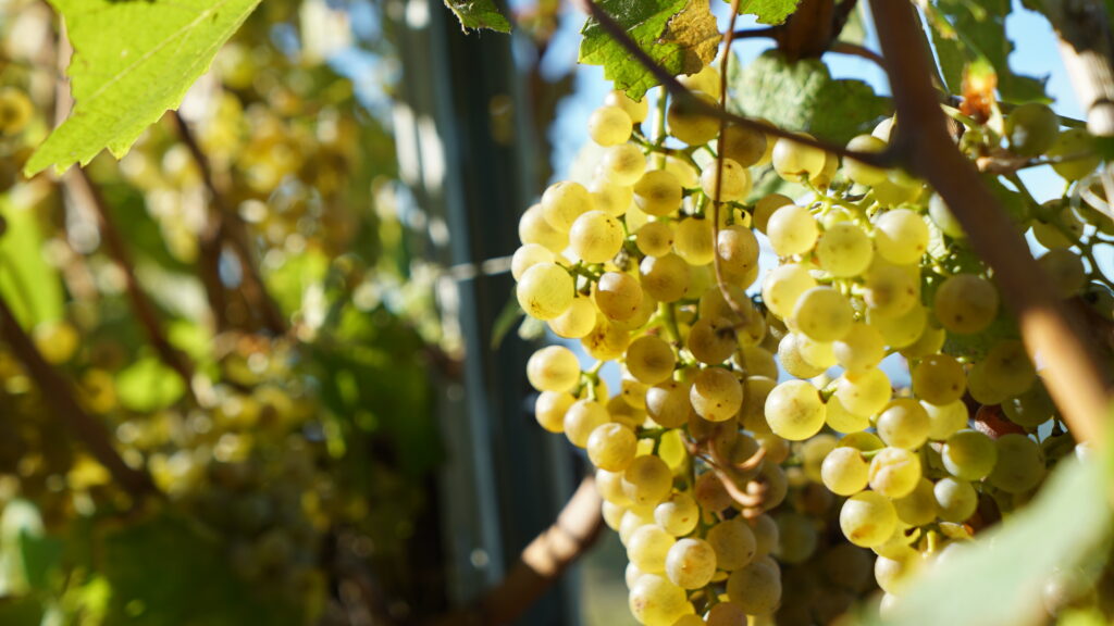 Grape bunch in Jurançon