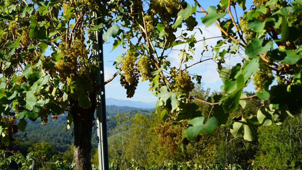 Grape bunches and PG32 SLPA vine stake