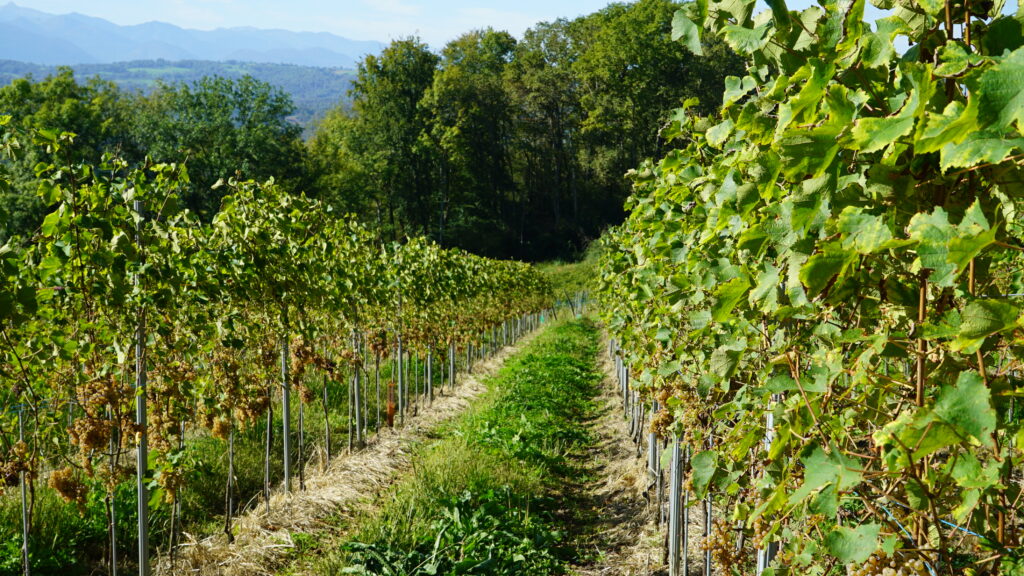 Line of vines in Jurançon
