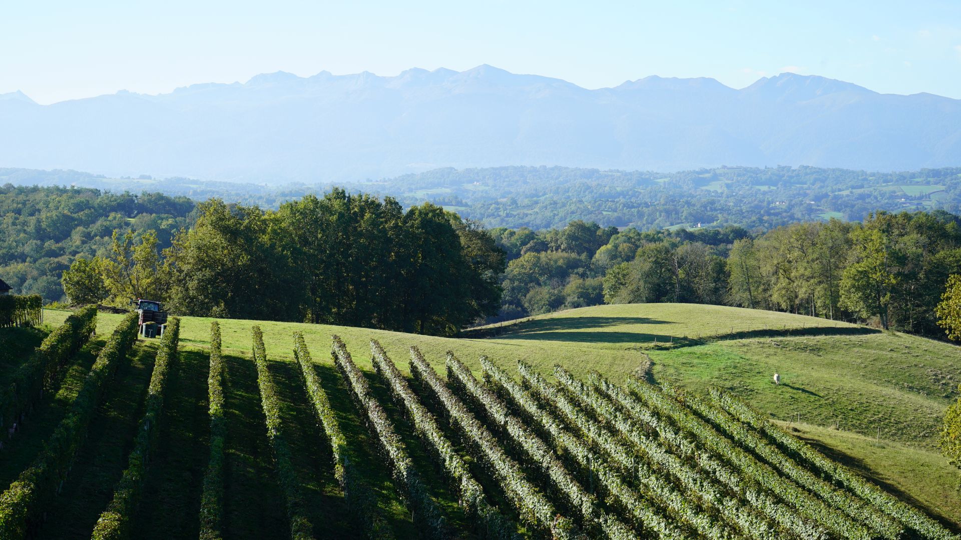 Vineyard and moutains, in Jurançon in France
