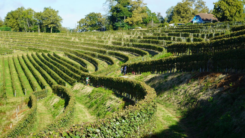 Grape pickers in terraced vineyards