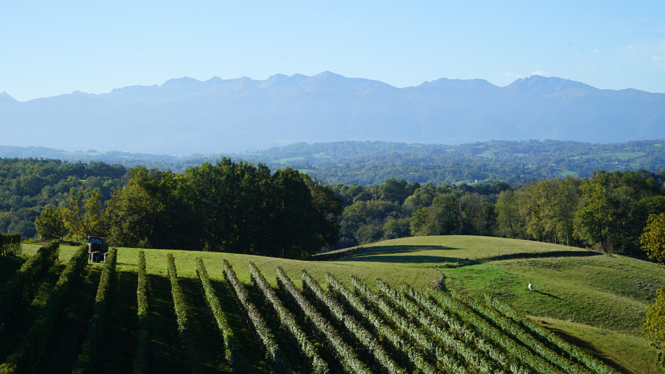 Piquet de vigne galvanisé PG32 SLPA installé dans les rangs de Jurançon à Lasseube.