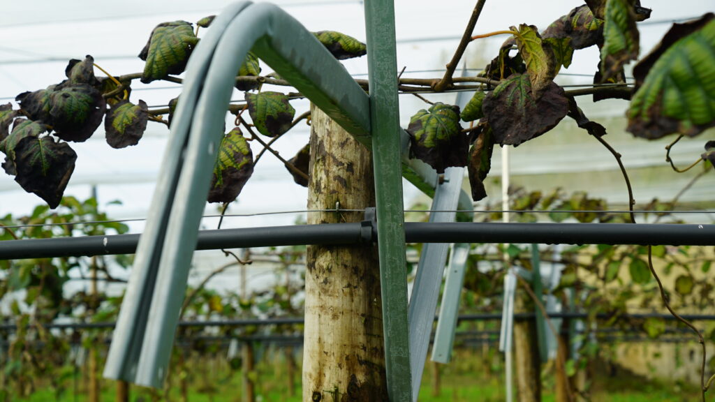 T-bar dans un rang de kiwi