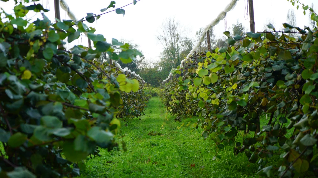 Parcelle de Kiwis dans Les Landes, avec une solution de palissage acier