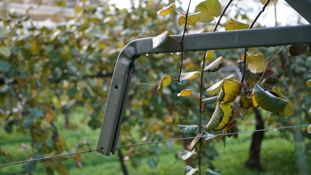T. Bar SLPA sur une parcelle de kiwi, dans Les Landes.
