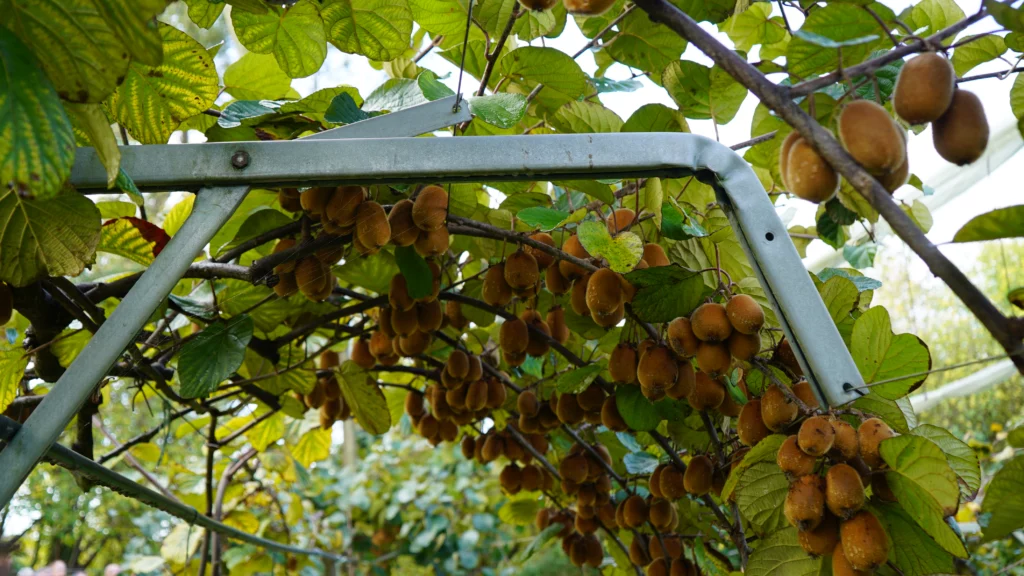 Palissage Kiwi en acier, par SLPA avec des grappes de kiwis
