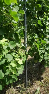 Profilage Acier SLPA viticulture